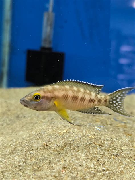 The Online Aquarium Shop, Lawnton, QLD .